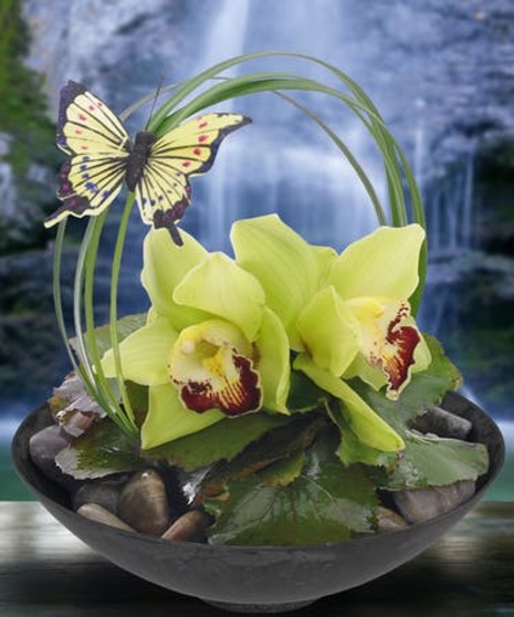 Enchanted Butterfly Bowl  Orchids Sarasota & Brandon FL