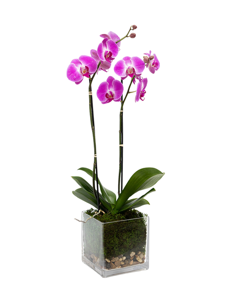 Twin Orchid Plant