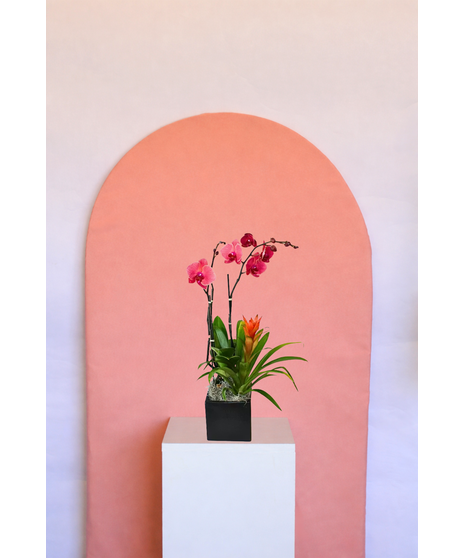 Orchid & Bromeliad Combo