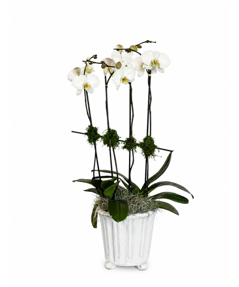 Orchid Garden