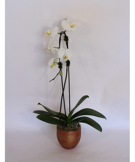 Holiday Orchid