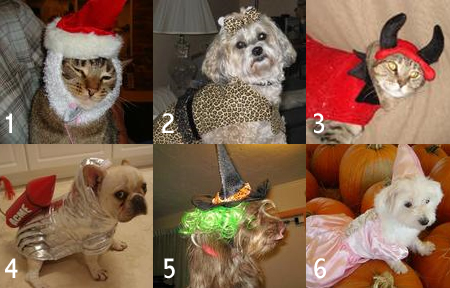 PetWinner-2010 PetWinner-2010