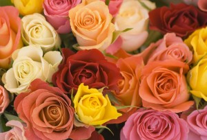 MixedRoses